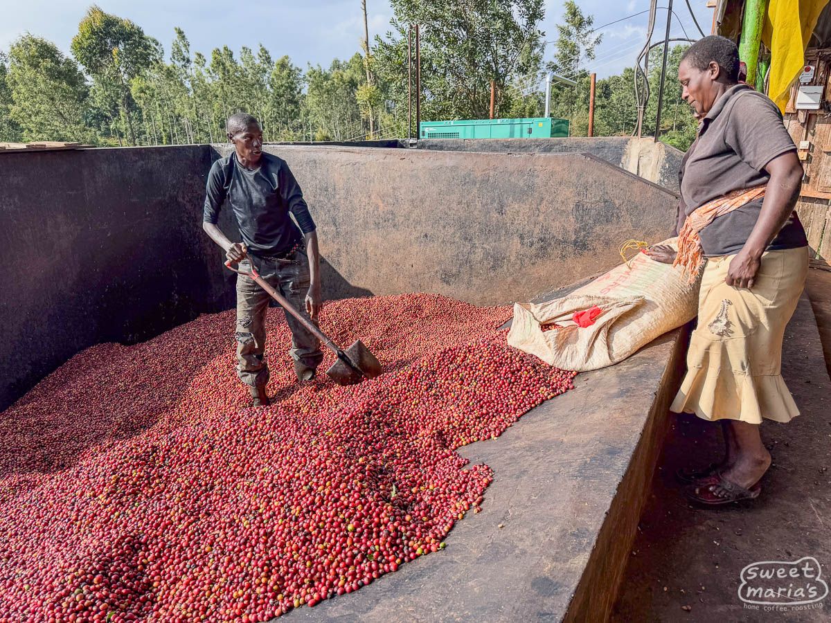 Kenia - Bourbon Peaberry - Kirinyaga