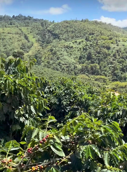 Venezuela - Castillo-Caturra-Catuai - Merida