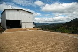Costa Rica - Typica - El Danto