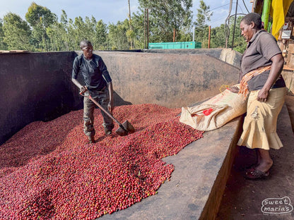 Kenia - Bourbon Peaberry - Kirinyaga
