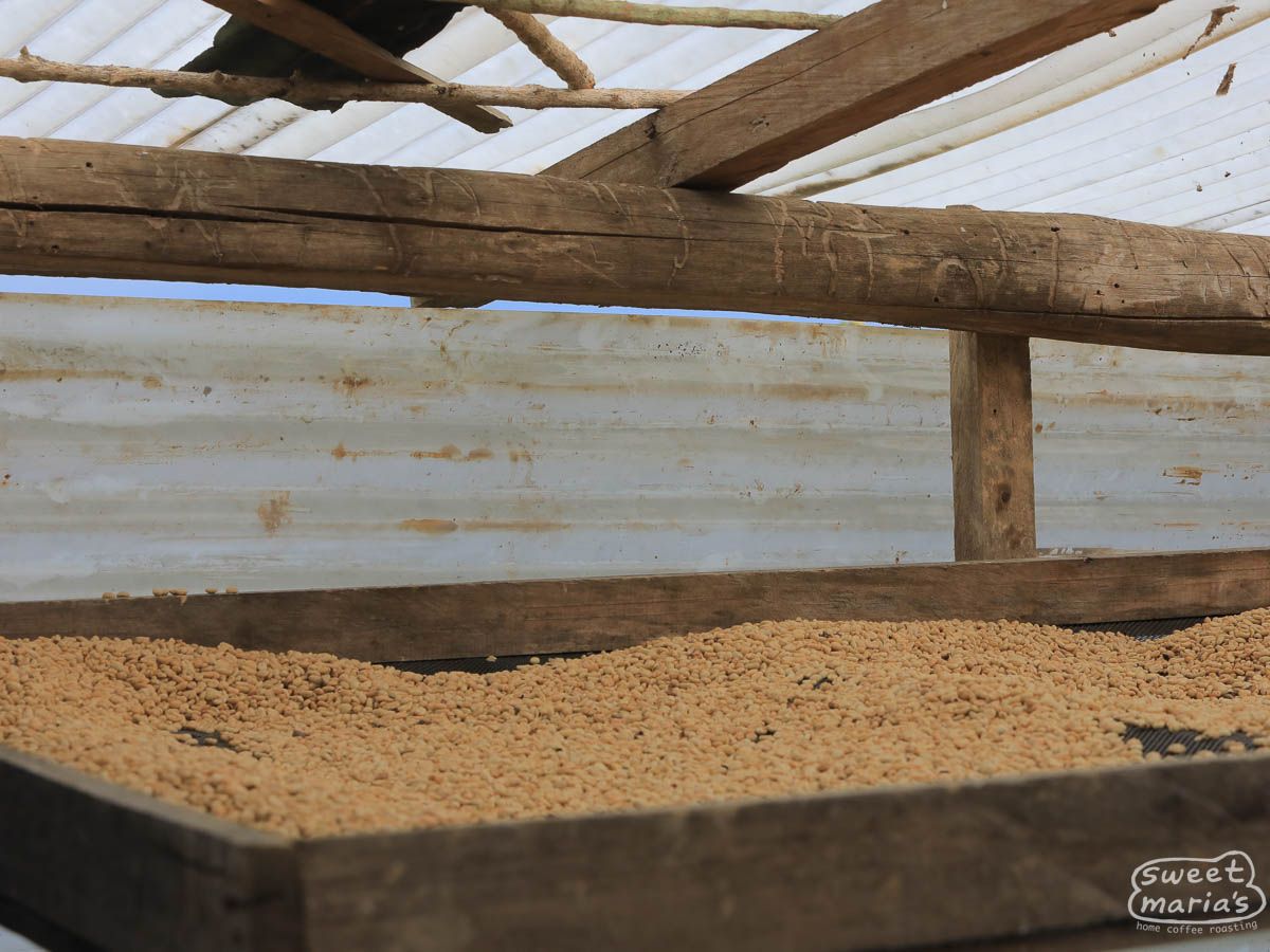 Peru - Caturra Decaf - Water Process Organic